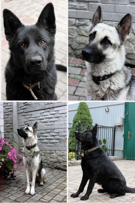 Цуценята східноєвропейської вівчарки СЄВ/ВЕО