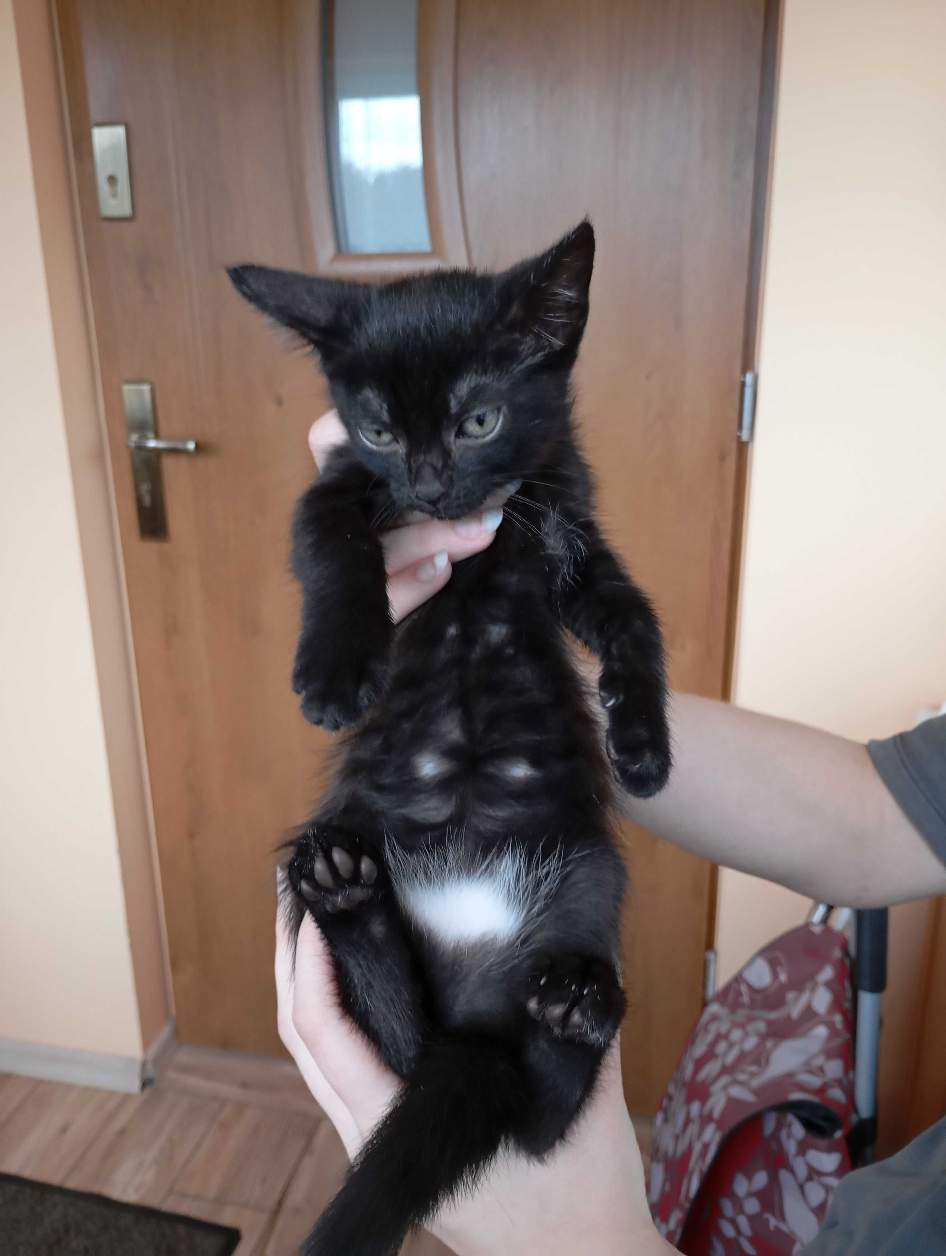 Kociaki do pilnej adopcji