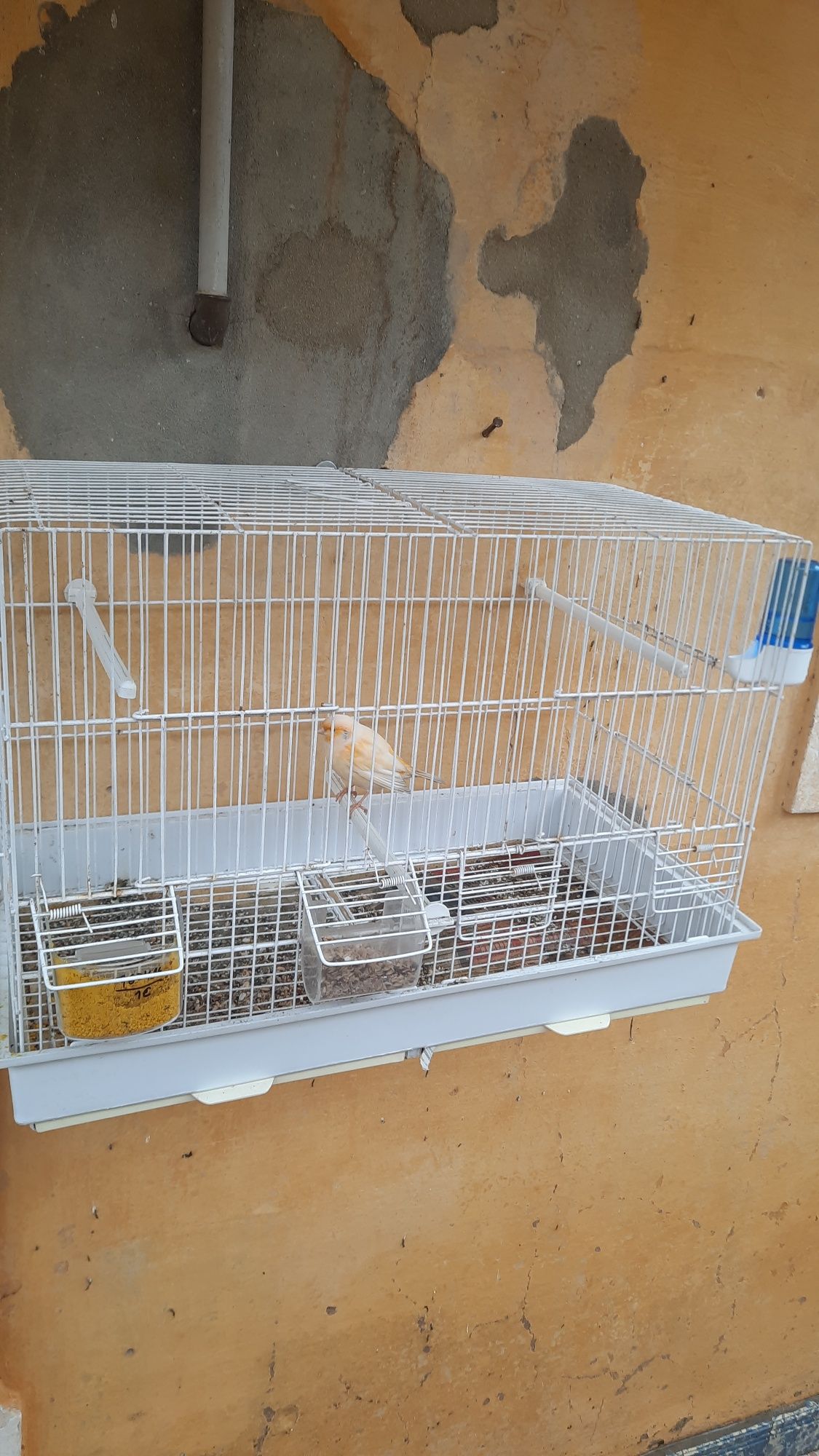 Vendo 5 gaiolas grandes todas têm um canário macho.