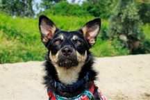 Zara – nieśmiała, wesoła sunia do pokochania! Adopcja