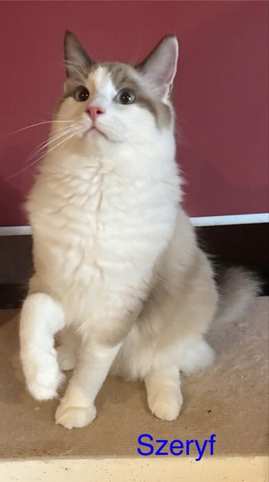 Szeryf  kocurek ragdoll seal bicolour
