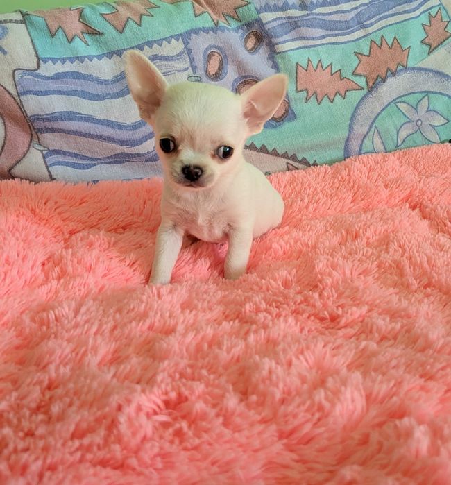 Chihuahua krótkowłosy FCI
