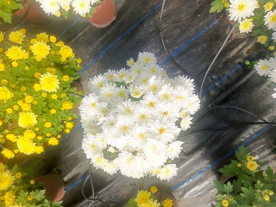 Chryzantemy drobnokwiatowe