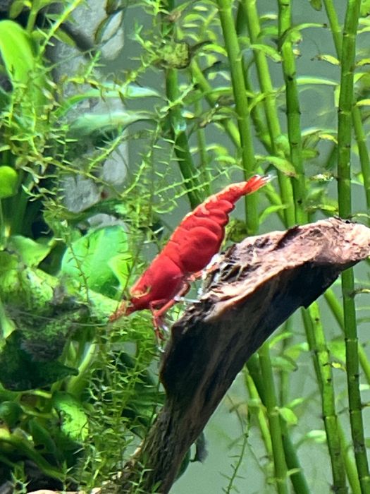 Krewetki Bloody Mary