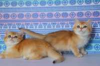 Красивые британские котята в золотых плюшевых шубках