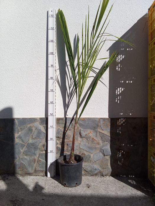 Coqueiro de jardim syagrus