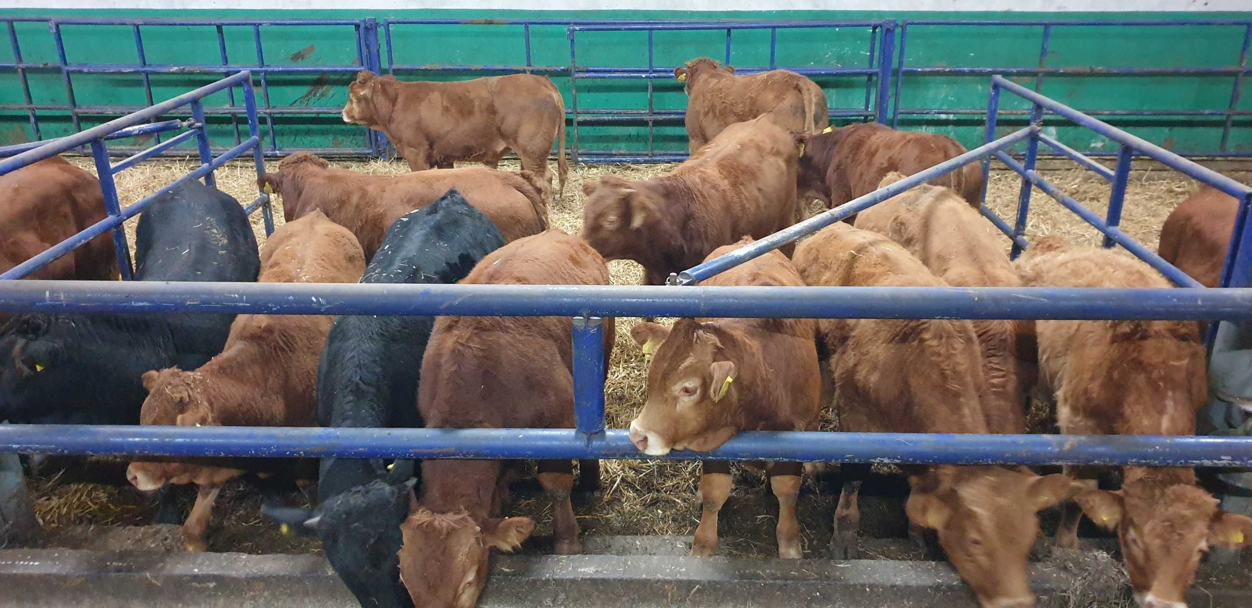 byczki odsadki mięsne Limousin