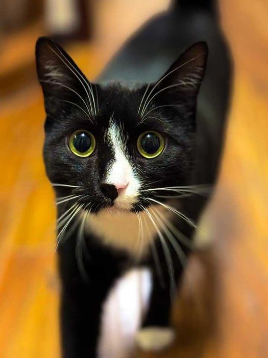 Котик Мартин шукає дім