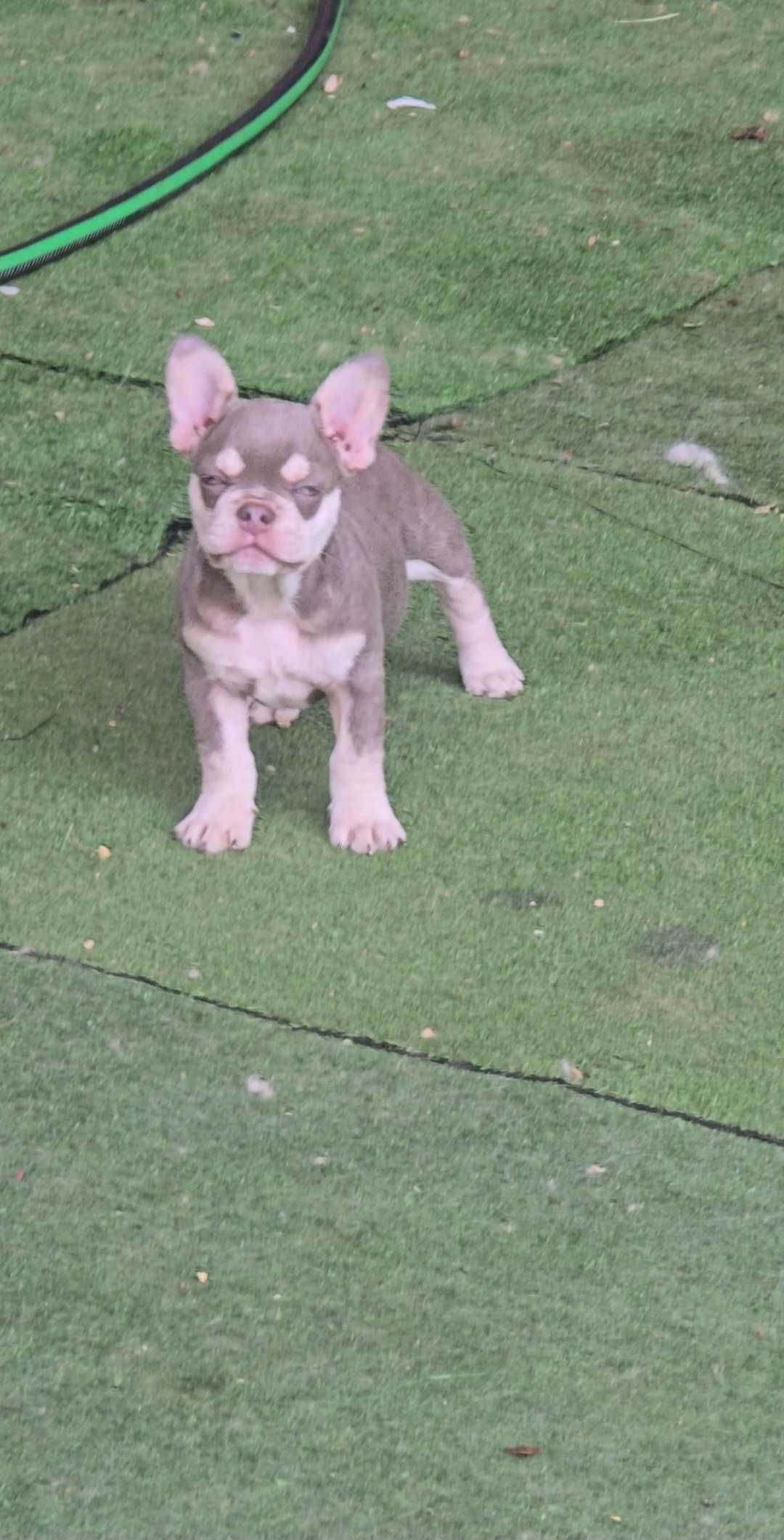 Bulldog francês Fêmea cor Lilac And Tan