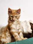 Maine coon cena tylko ten weekend