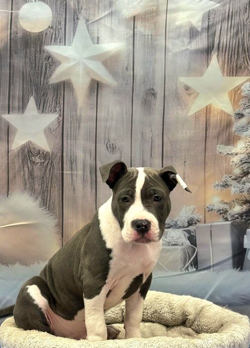 American Staffordshire Terrier FCI samiec