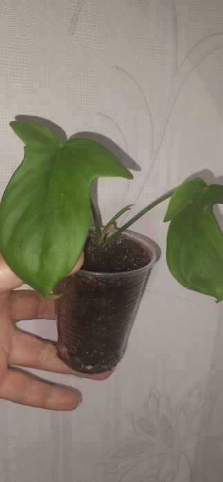 Філодендрон Маска