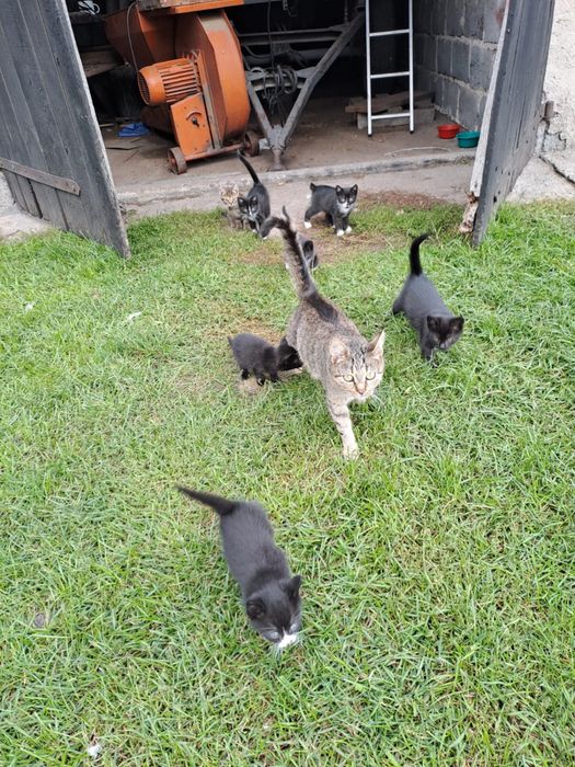 Oddam małe kocięta