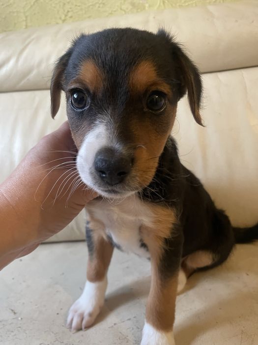 Przecudny piesek beagle