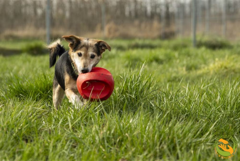 Fargo - pies w typie jack russell terrier, już 1,5 roku w schronisku