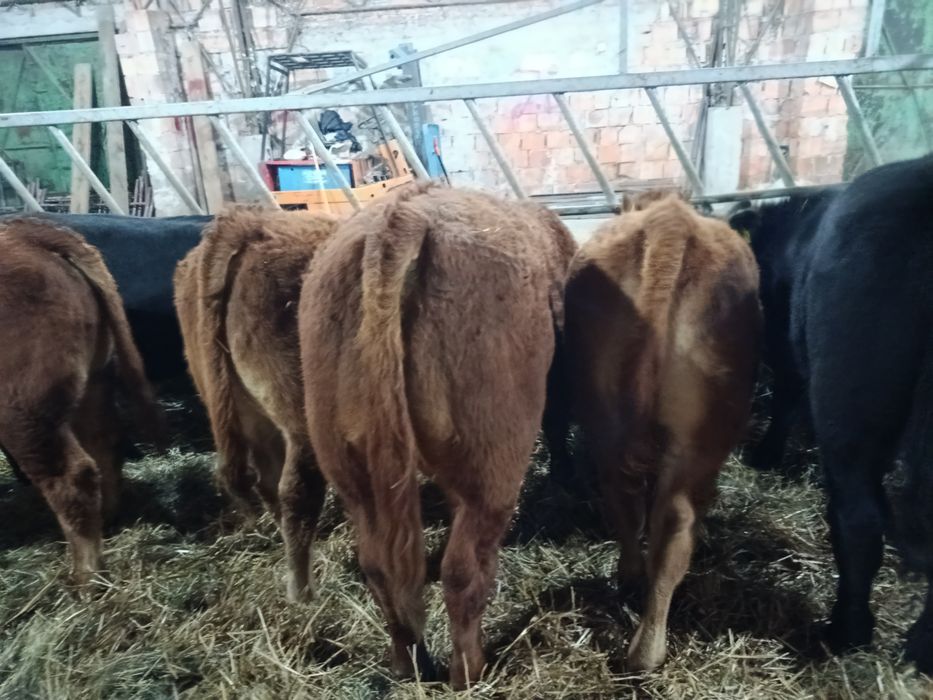 Byczki Limousine Mięsne LM MM Polskie