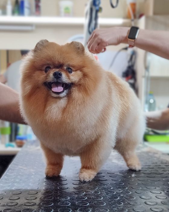 Стрижка собак та котів