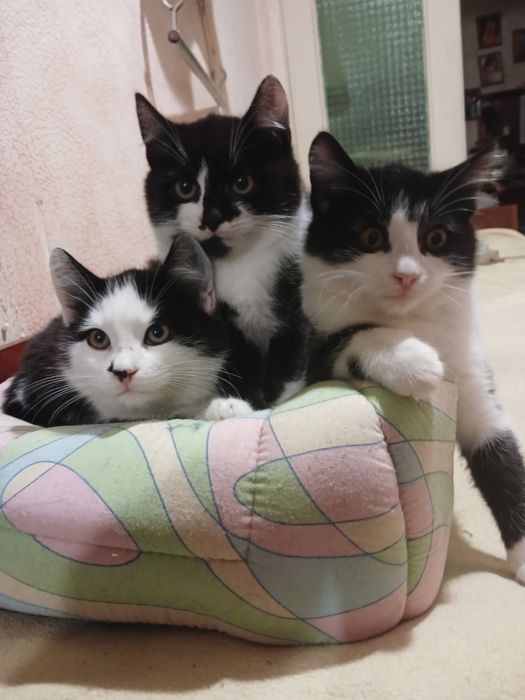 Віддамо у добрі руки