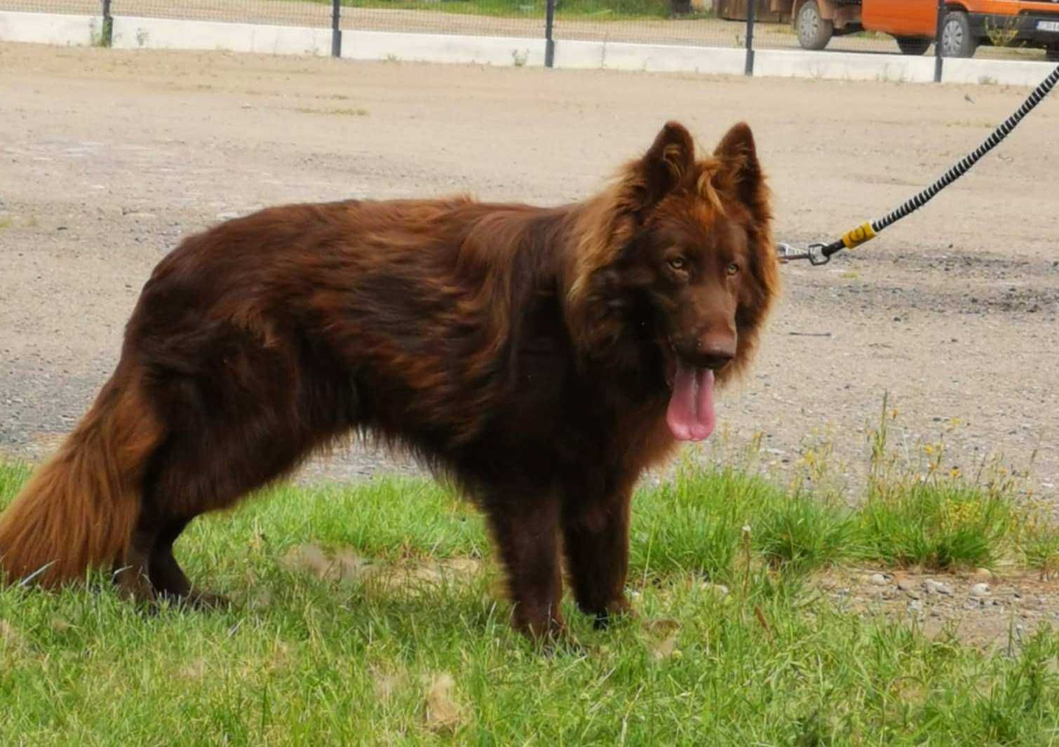 owczarek niemiecki czekoladowy