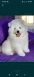 Samojed hodowla psów
