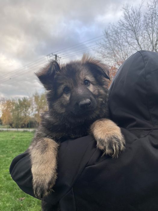 Owczarek Staroniemiecki