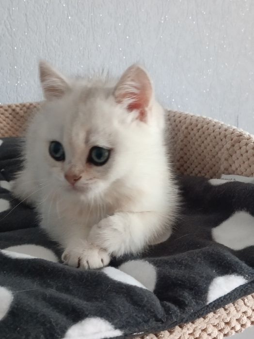 Мультяшний котик чекає мамочку