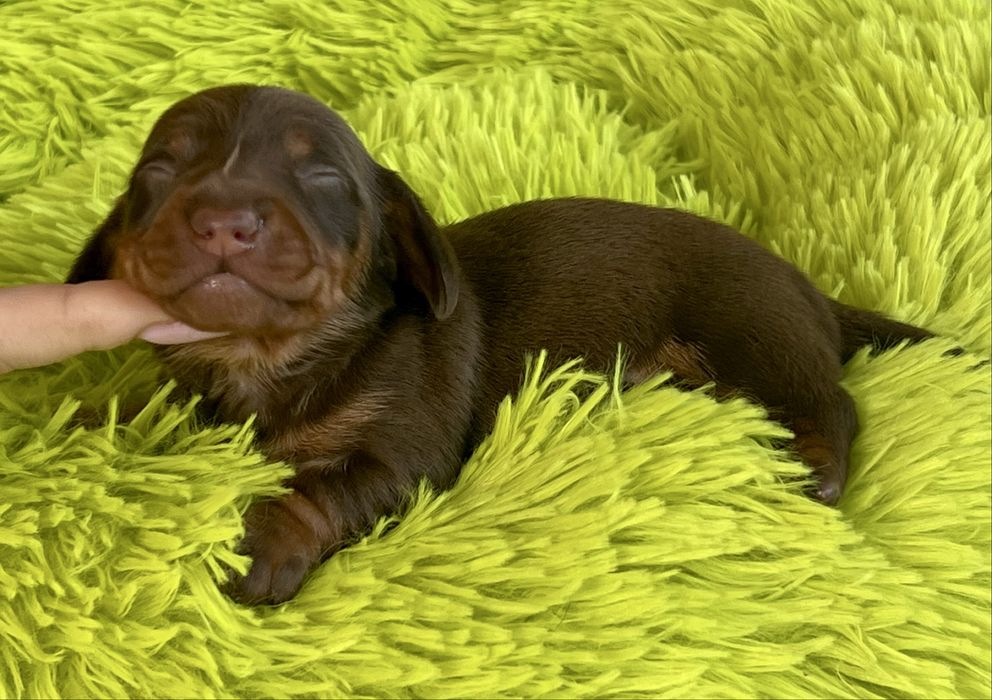 Jamnik Miniaturowy/cudowny piesio