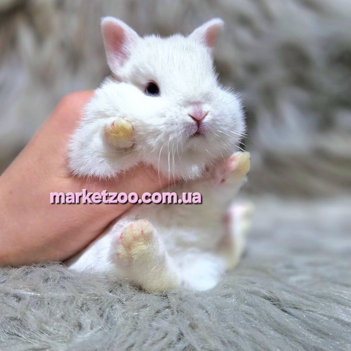 Кроленя породи Гермелін,карликові кролики, карликовый,карликовые декор