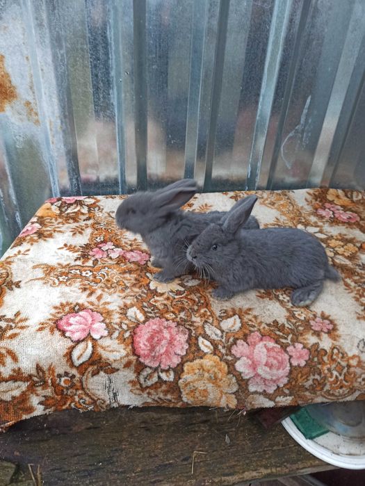 Кролики голубой строкач