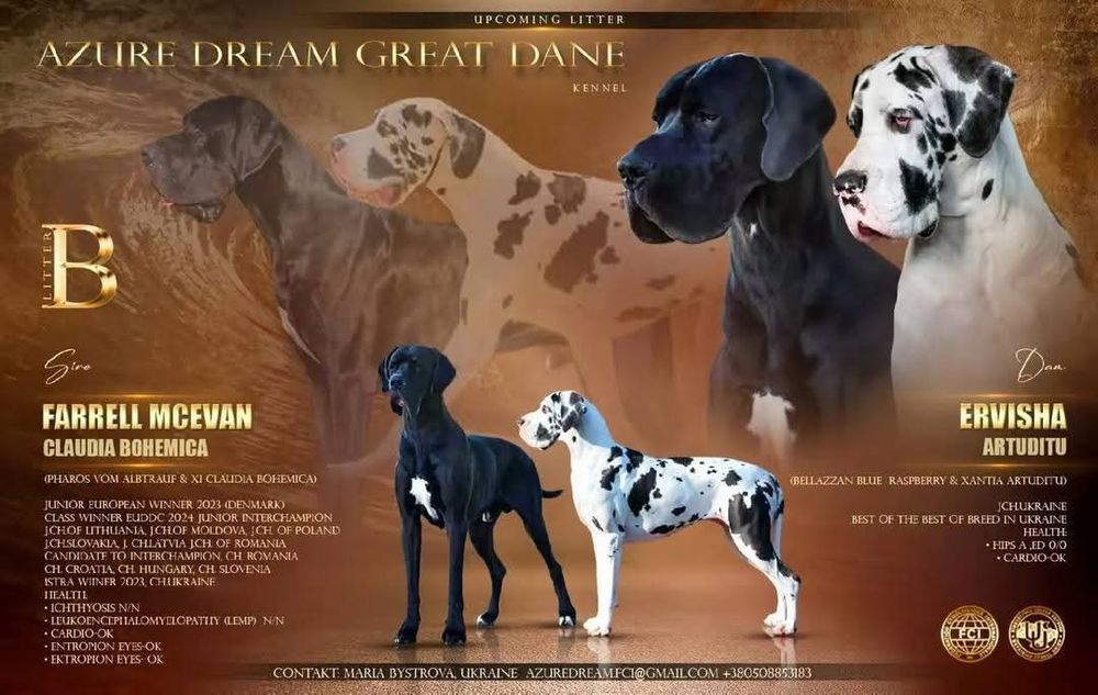 Немецкий дог цуценята