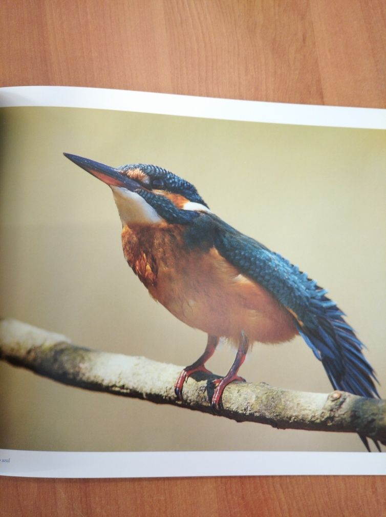 Livro "Guarda-rios... o raio azul" (2015)