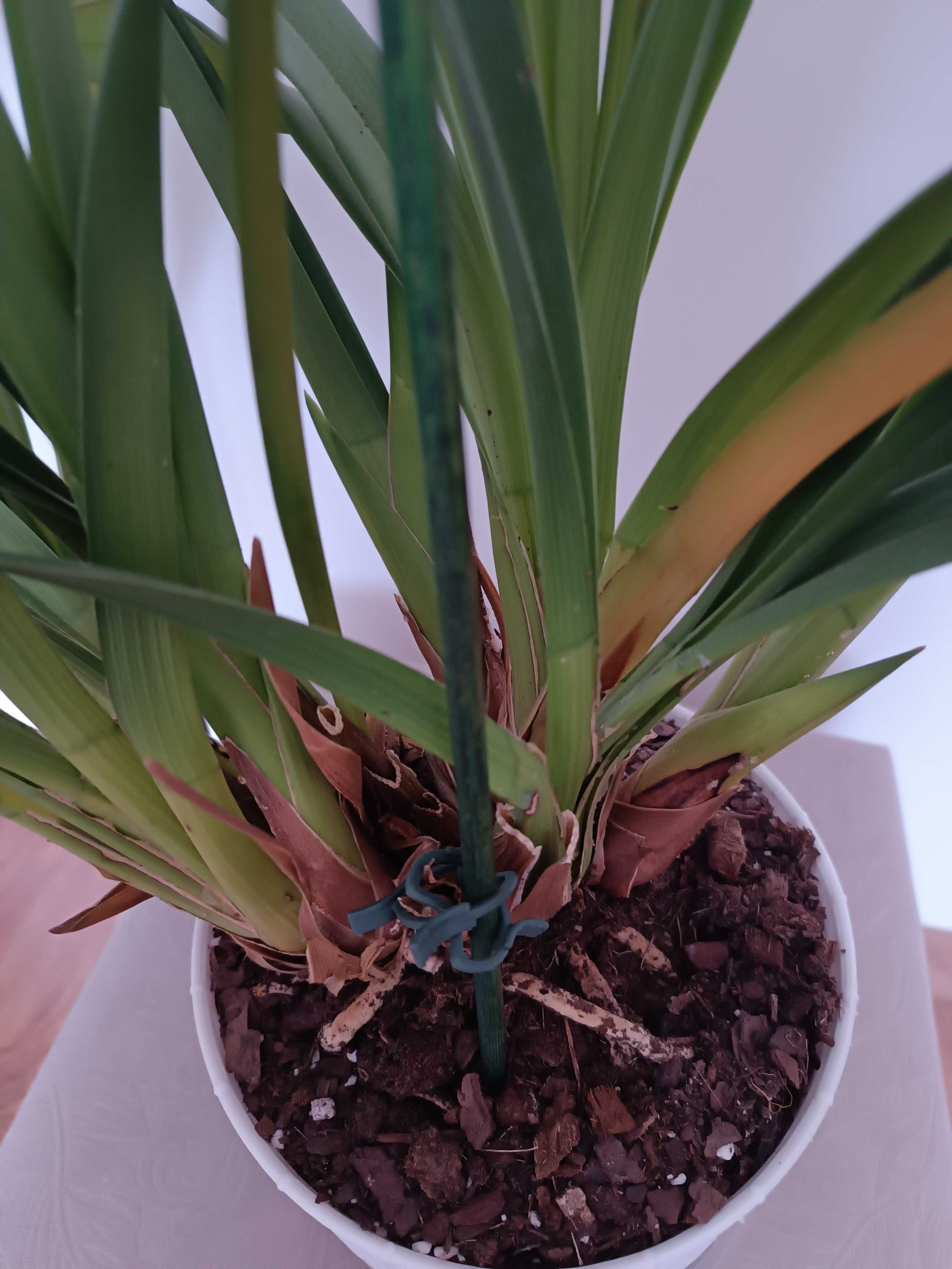 Storczyk Cymbidium
