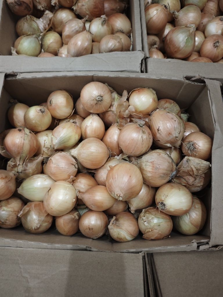 Cebula jest głową wszystkiego, ponieważ pomaga eliminować choroby