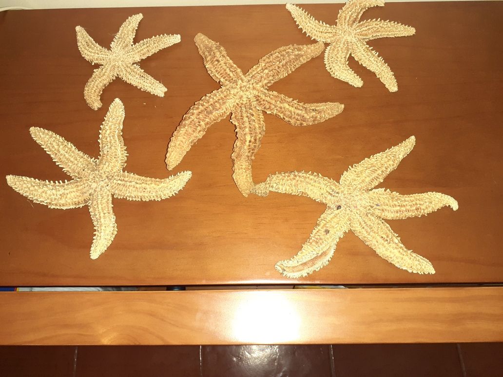 Estrelas do mar decorativas com tratamento 3/4€