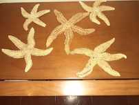Estrelas do mar decorativas com tratamento 3/4€