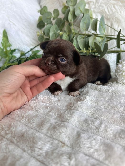 Chihuahua  Menino  Chocolate perfeita de focinho curto.
