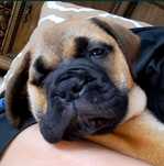 Bullmastiff - zapowiedź szczeniąt