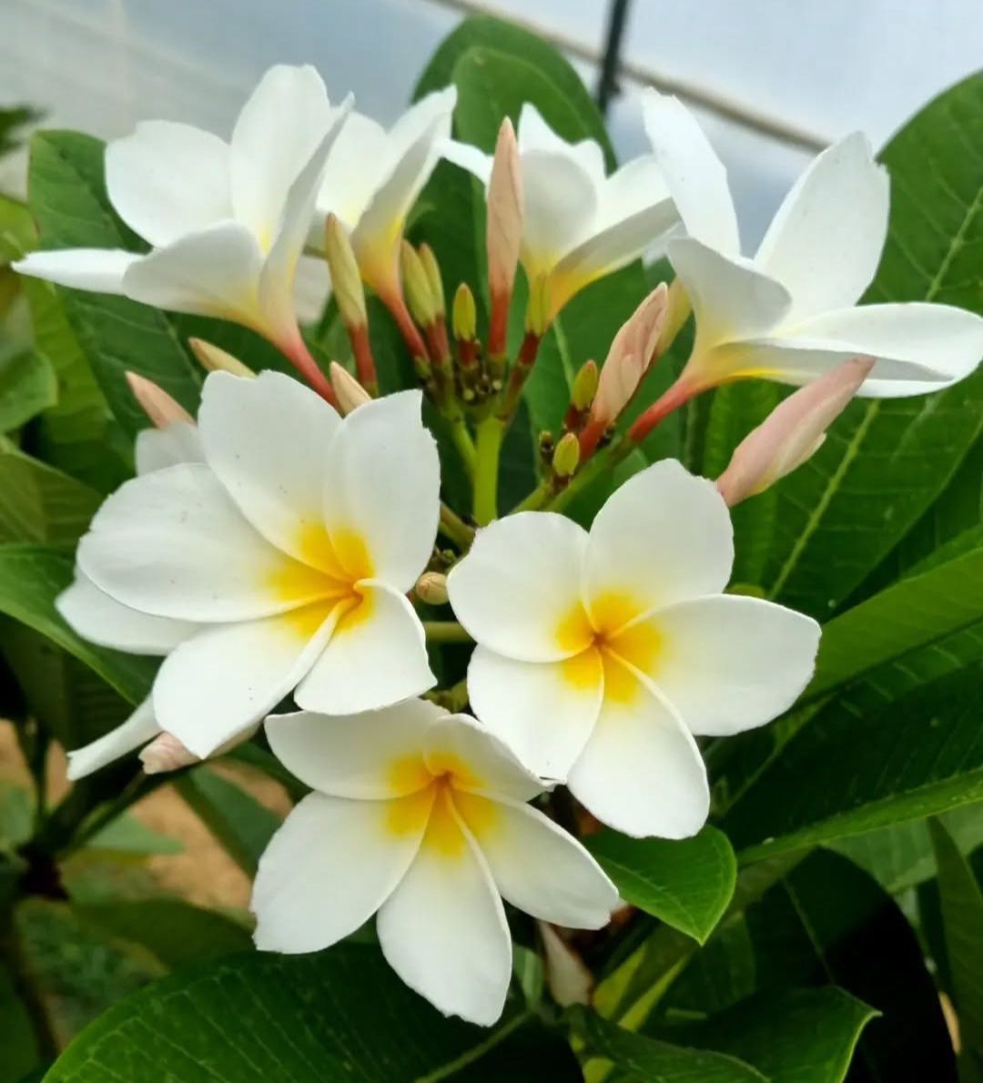 Укорененная плюмерия