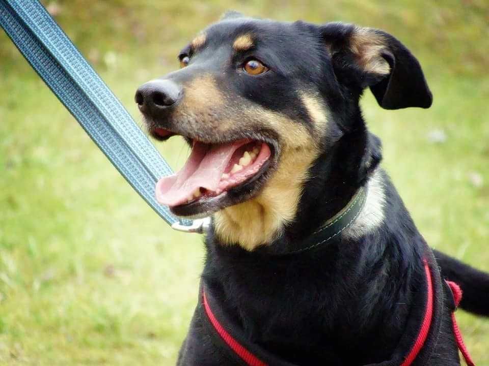 Cudowny pełen miłości Baster marzy o kochającej rodzinie!