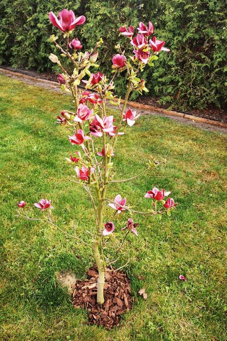 Magnolia pośrednia Genie - Wysokość 140 cm