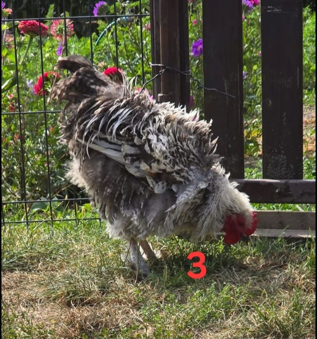 Kogut, kurczaki z własnego chowu