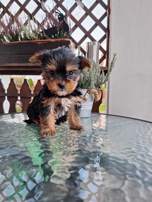 Yorkshire Terrier