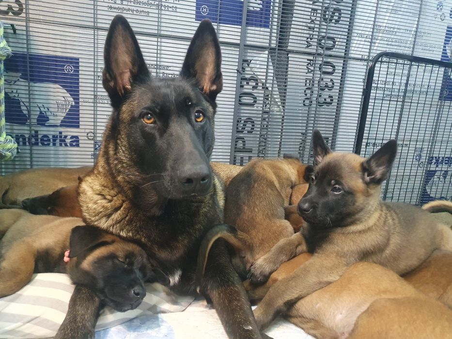 Owczarek Belgijski Malinois