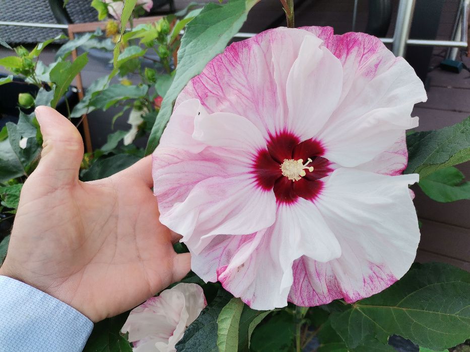 Hibiscus bagienny, bylinowy - różne odmiany Hibiscus 'Ardenas'