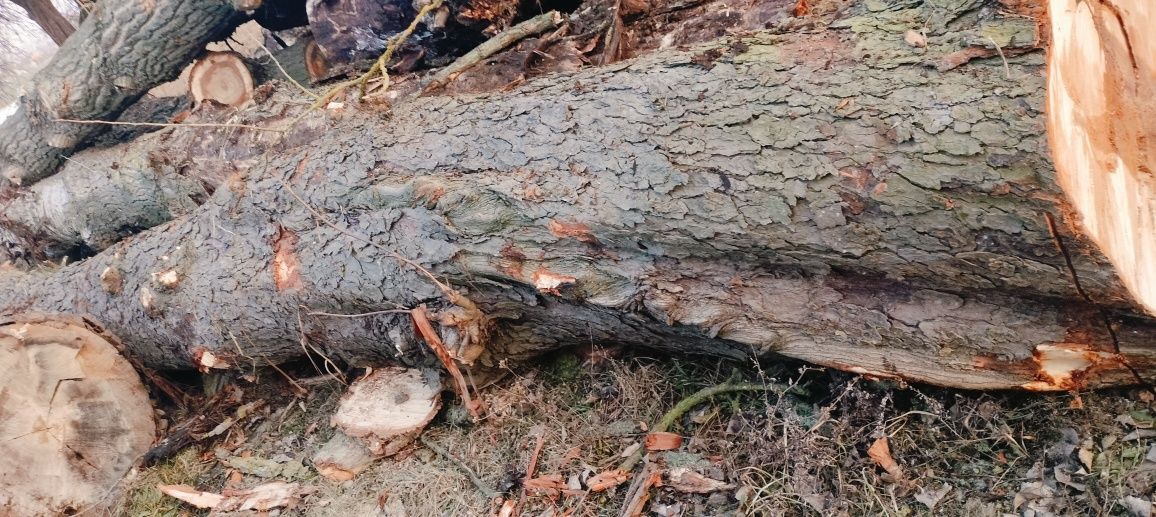 Kasztan drzewo na stoły