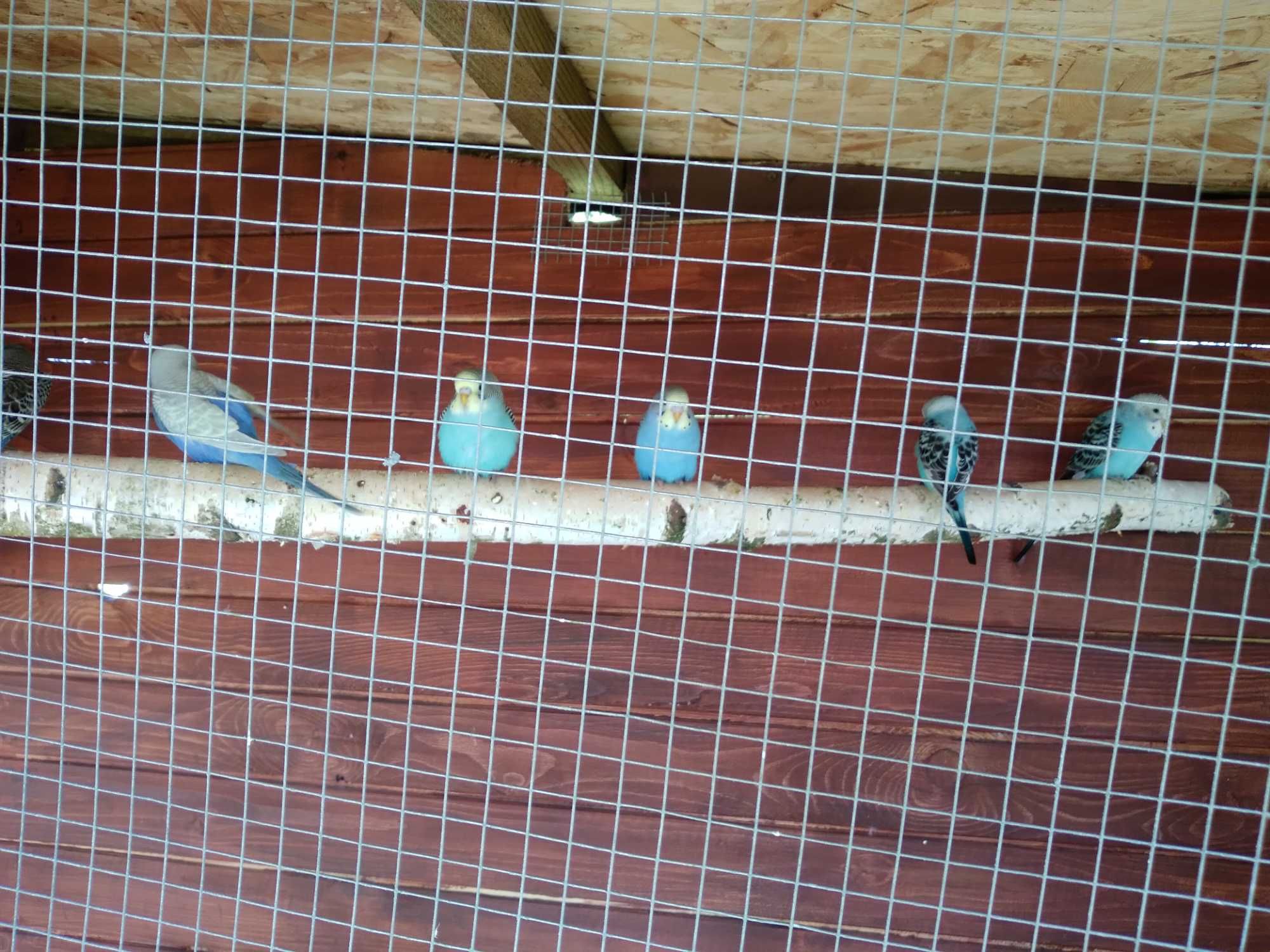 Papugi faliste mlode z tego roku .