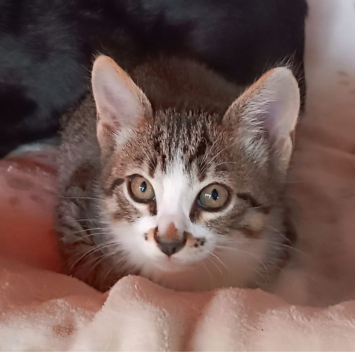 4 Gatinhos para Adoção Responsável