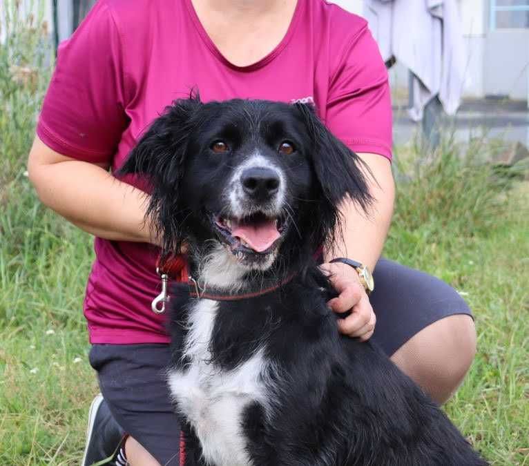 żywiołowy, młody pies czeka na dom