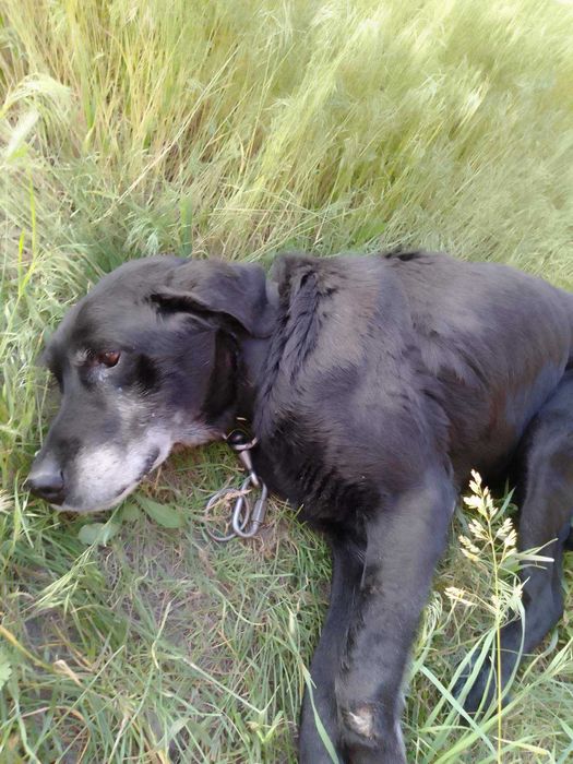 Лабрадор 8 років