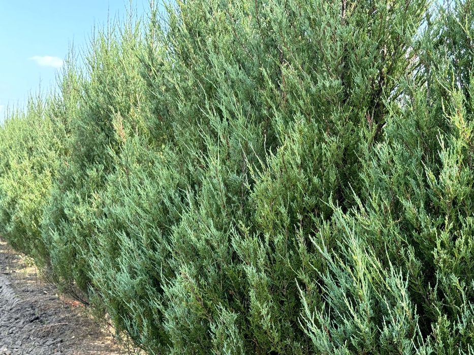 Piękna thuja tuja SMARAGD 140-160 cm Żywopłot Transport